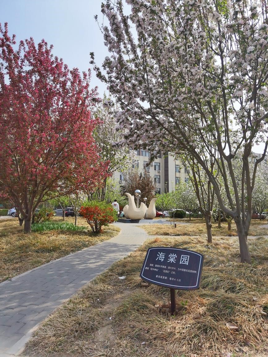 光影校园-春色都将付海棠